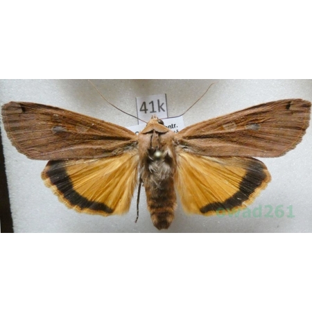 Noctua pronuba (Linnaeus, 1758) Rolnica tasiemka Czech41k